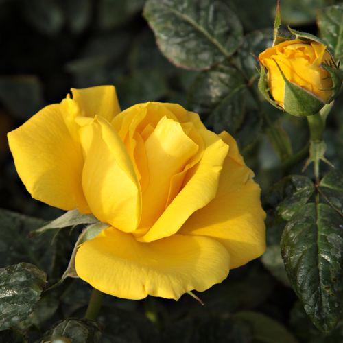 Rosa  Golden Wedding - žlutá - Stromkové růže, květy kvetou ve skupinkách - stromková růže s keřovitým tvarem koruny